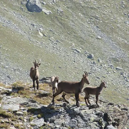 Appartement Cervino Valley House Rododendro Breuil-Cervinia