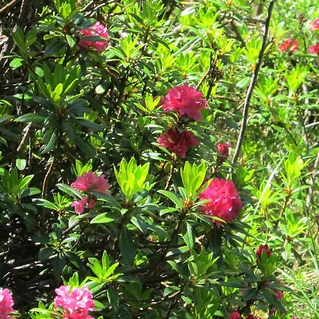 Cervino Valley House Rododendro * ברויל-קרוויניה