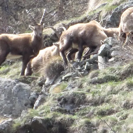 Cervino Valley House Rododendro *