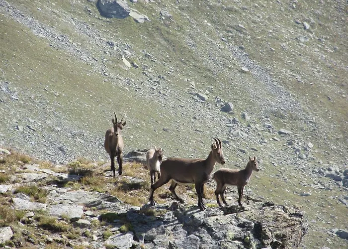 Apartment Cervino Valley House Rododendro Breuil-Cervinia