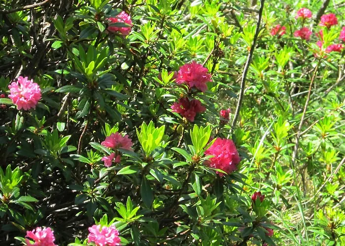 Cervino Valley House Rododendro * Breuil-Cervinia