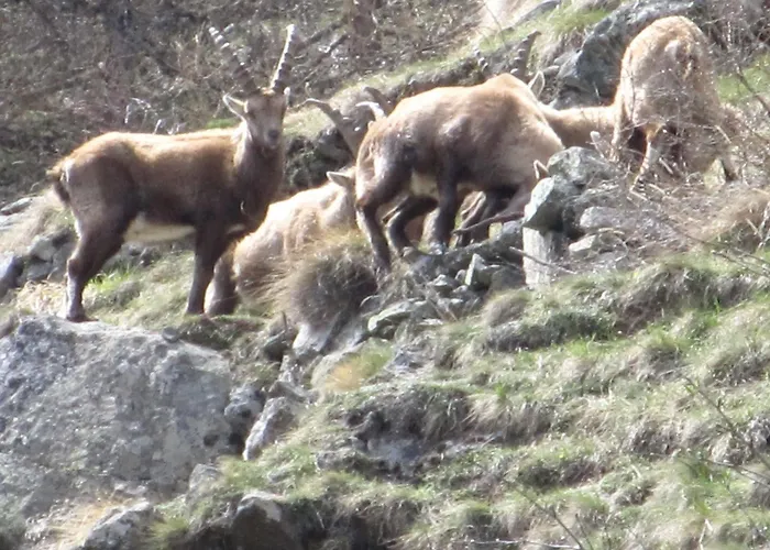 Cervino Valley House Rododendro *